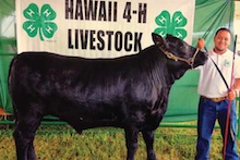 4-H bull bought by Matson at auction